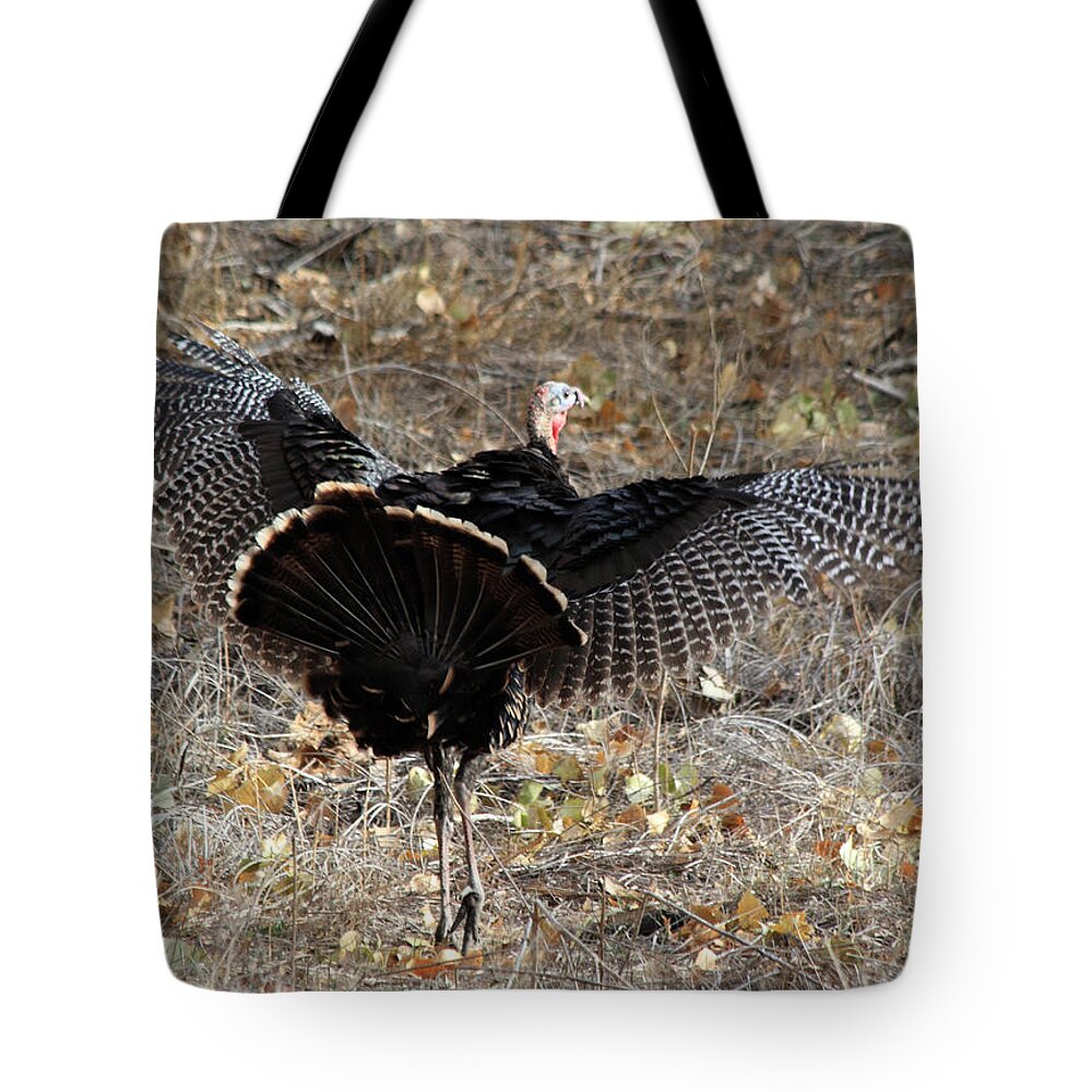 Turkey Tote Bag featuring the photograph Strutting Around by Shane Bechler