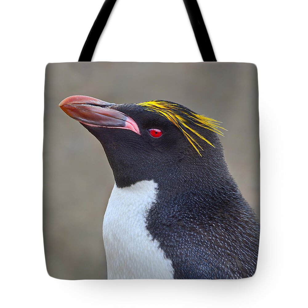 Macaroni Penguin Tote Bag featuring the photograph Stuck A Feather In His Hat by Tony Beck