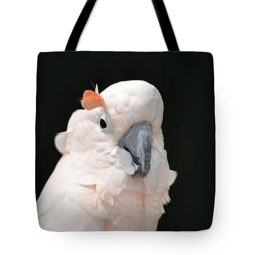 Feather Tote Bag featuring the photograph Stuck a Feather in my Cap by Tara Potts
