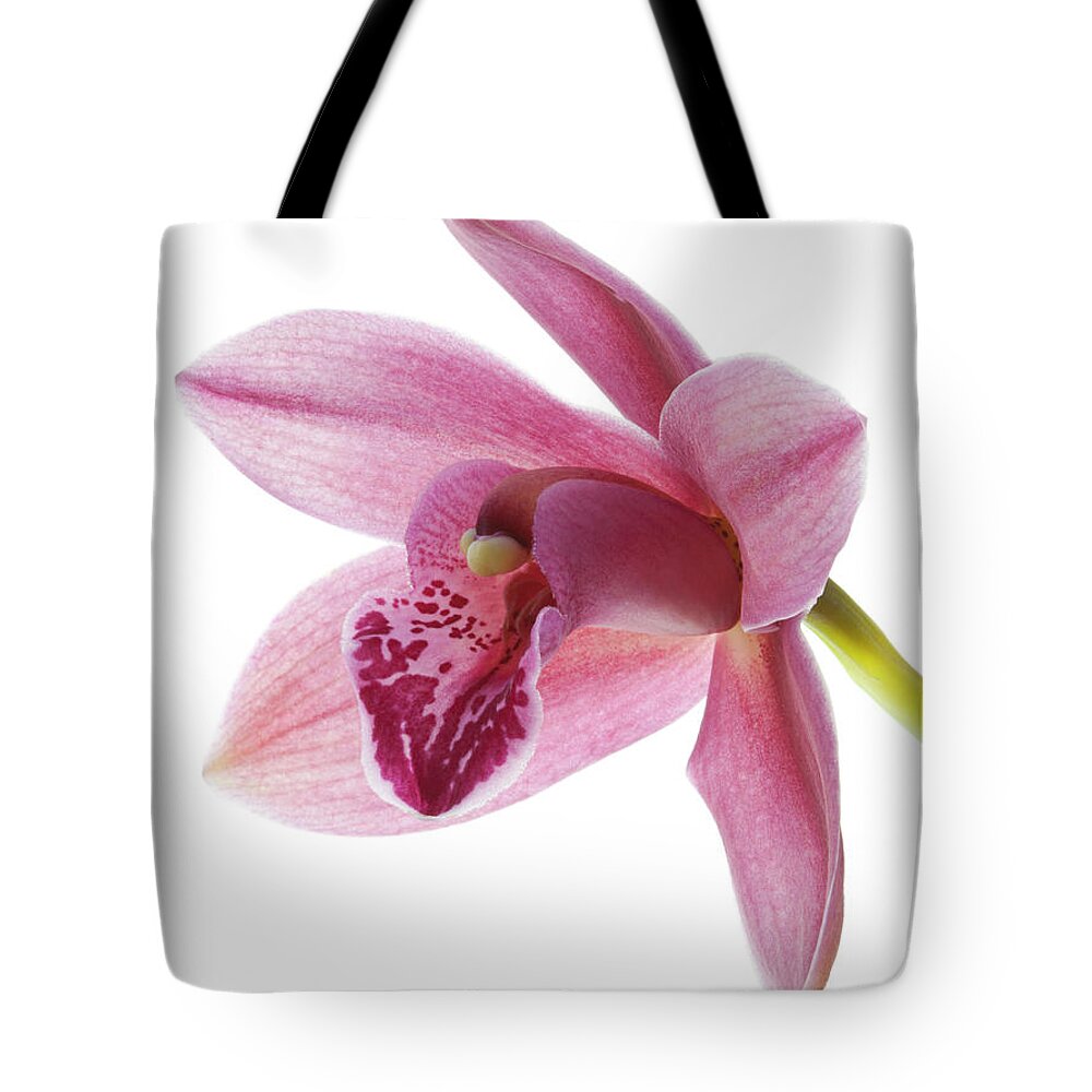 White Background Tote Bag featuring the photograph Studio Shot Od A Sigle Bloom Of A by Margaret Rowe