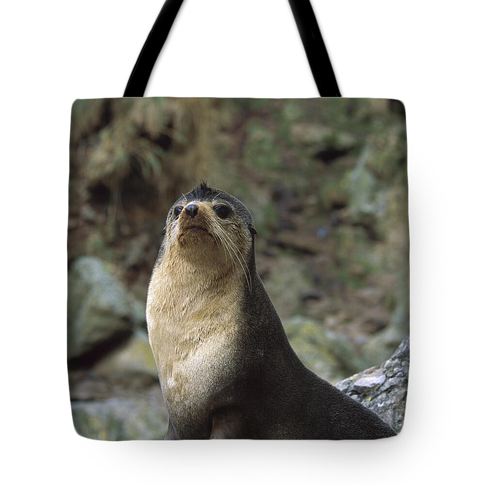 Feb0514 Tote Bag featuring the photograph Subantarctic Fur Seal Male Gough Island by Tui De Roy