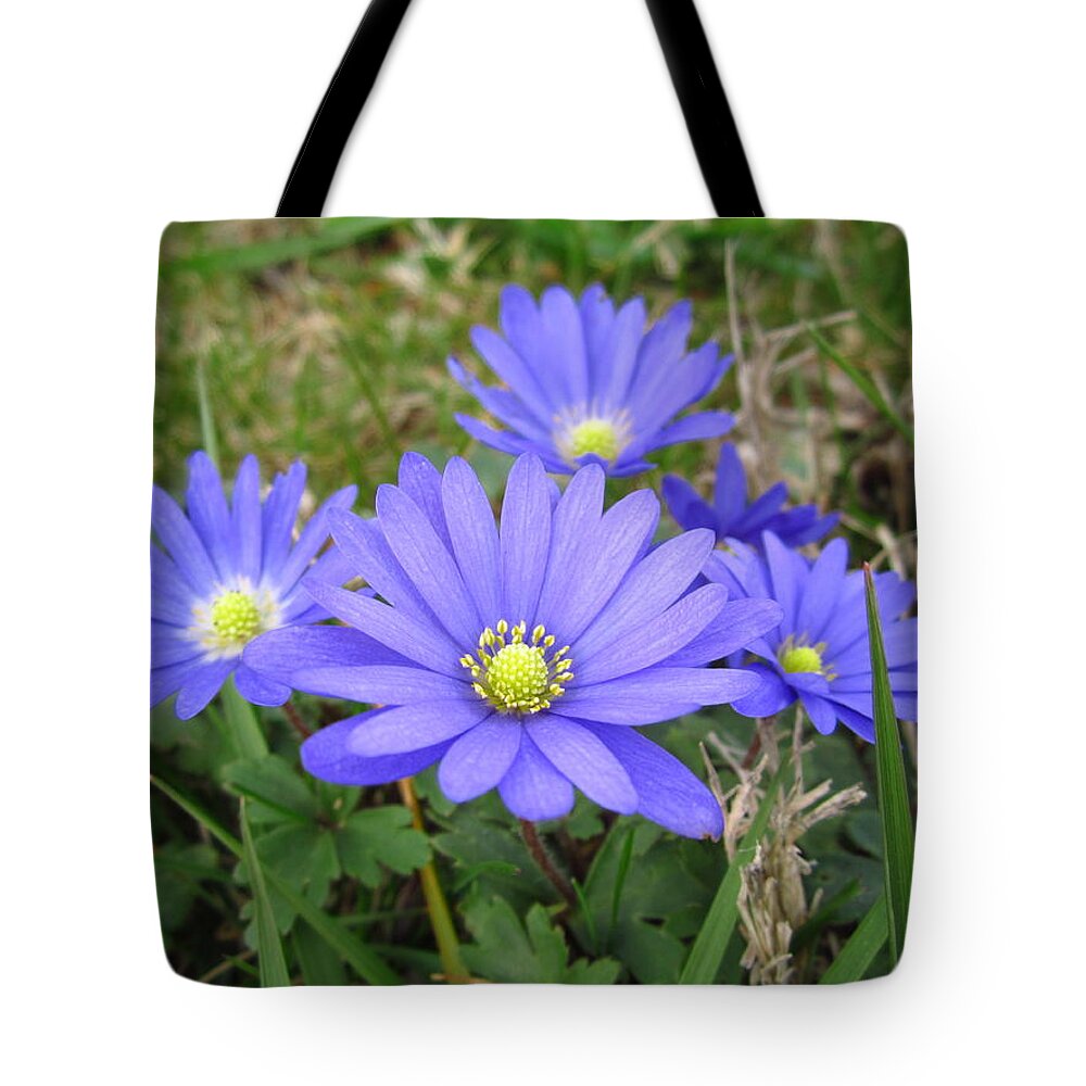 Blue Tote Bag featuring the photograph Suburban Aster by Cynthia Clark