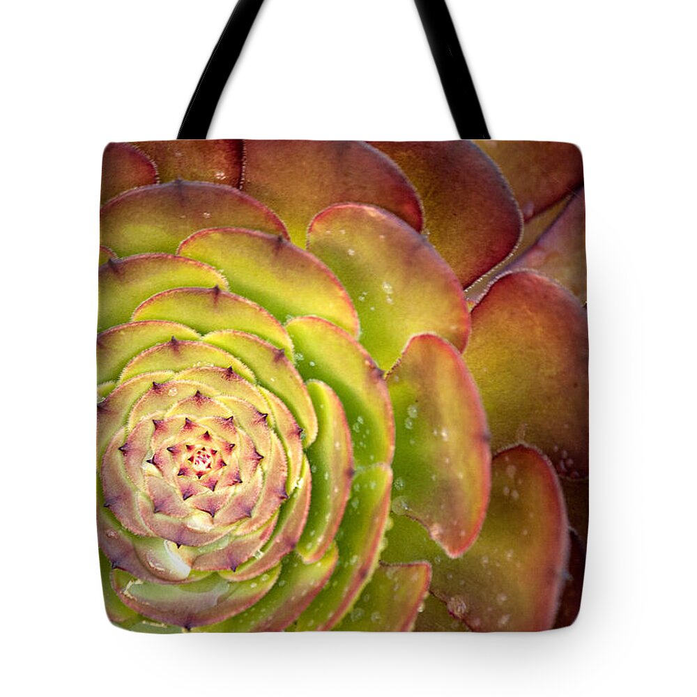 Succulent Tote Bag featuring the photograph Succulent by Lisa Chorny