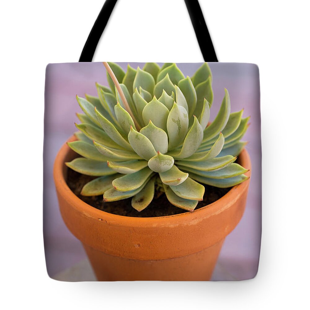 Cactus Tote Bag featuring the photograph Succulent Plant In Clay Pot by Dlerick