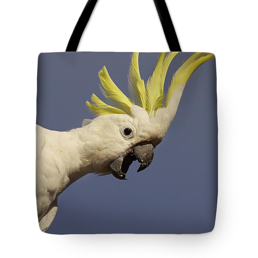 Martin Willis Tote Bag featuring the photograph Sulphur-crested Cockatoo Displaying by Martin Willis