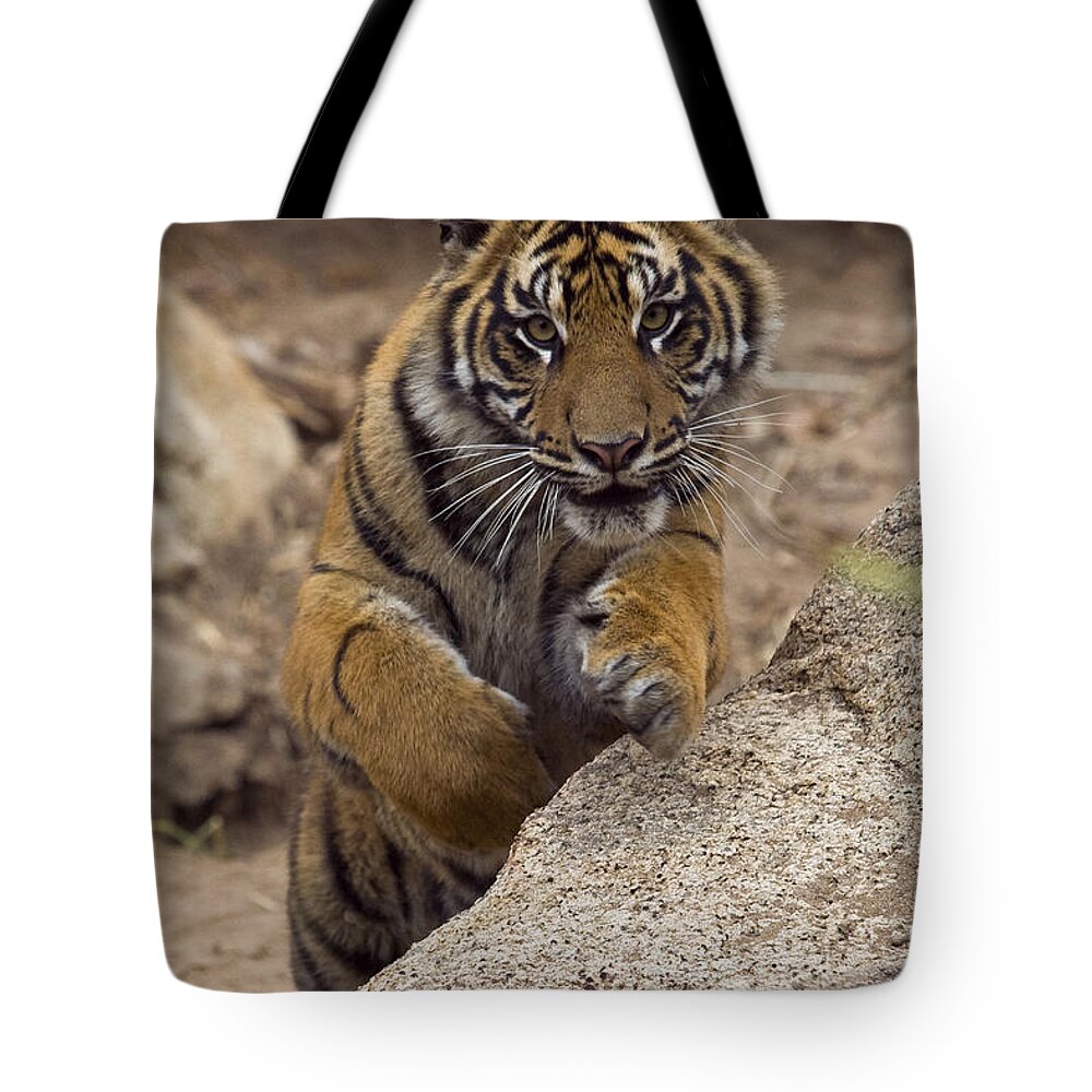 Feb0514 Tote Bag featuring the photograph Sumatran Tiger Cub Jumping Onto Rock by San Diego Zoo
