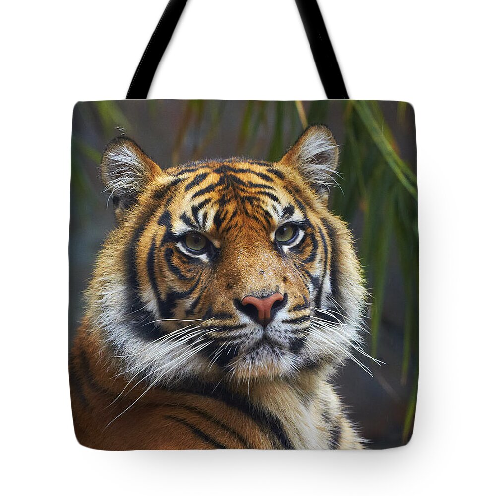 Martin Willis Tote Bag featuring the photograph Sumatran Tiger by Martin Willis
