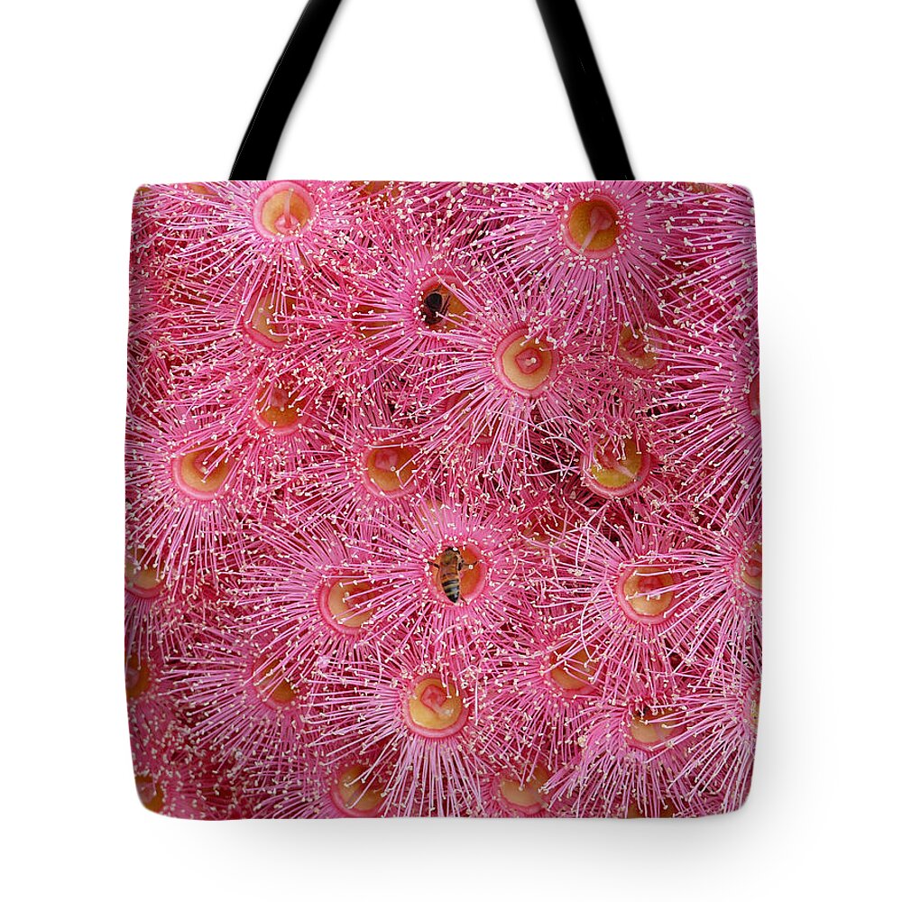 Eucalypt Tote Bag featuring the photograph Summer Beauty by Evelyn Tambour