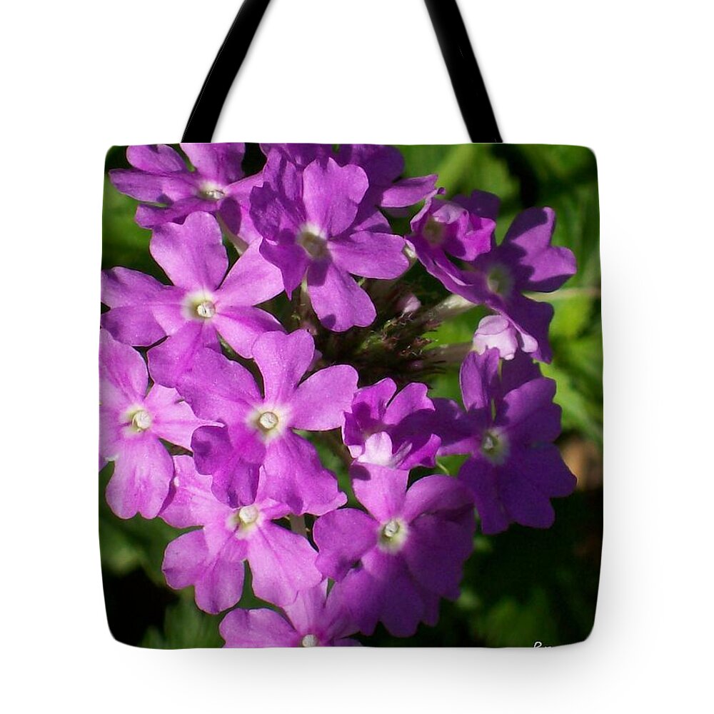 Shadowed Purple Summer Phlox. Tote Bag featuring the photograph Summer Phlox by Belinda Lee
