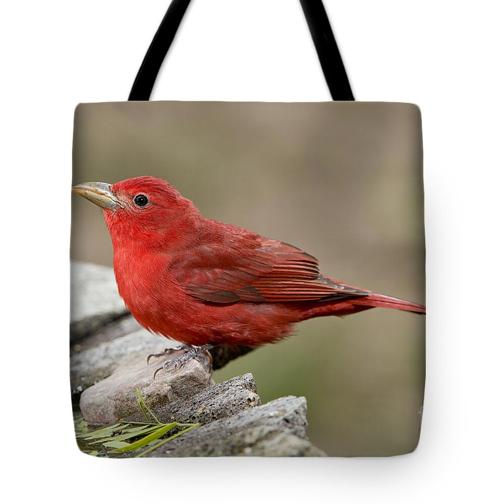 Summer Tanager Tote Bag featuring the photograph Summer Tanager by Anthony Mercieca