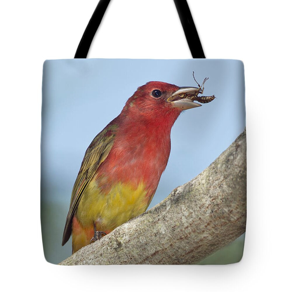 Summer Tanager Tote Bag featuring the photograph Summer Tanager Eating Wasp by Anthony Mercieca
