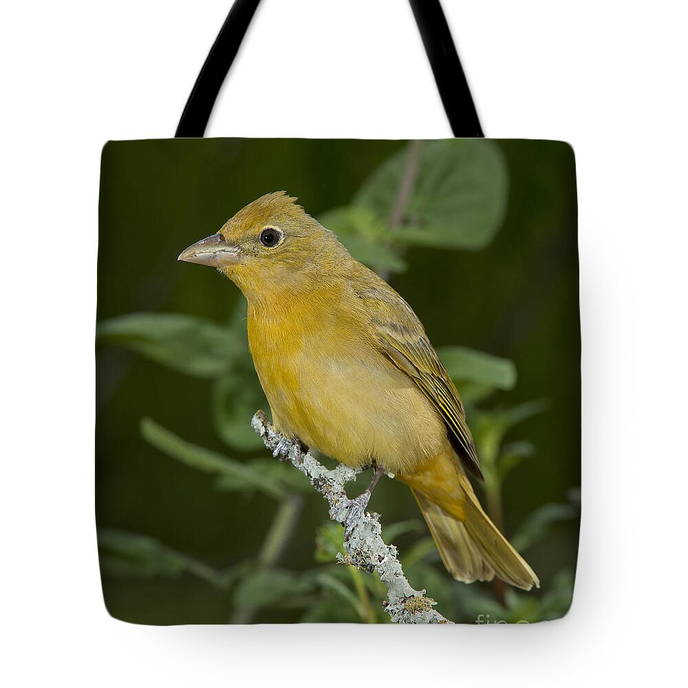 Summer Tanager Tote Bag featuring the photograph Summer Tanager Hen by Anthony Mercieca