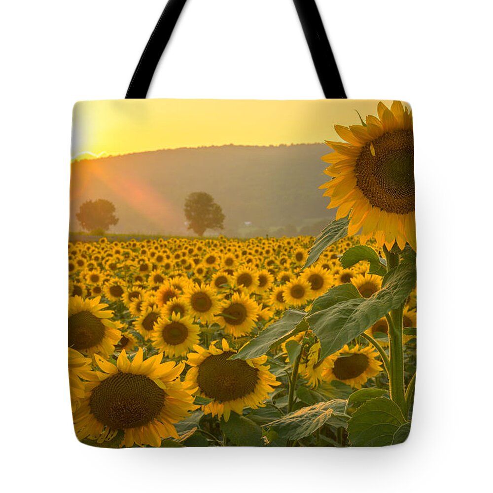 Sun Tote Bag featuring the photograph Sun and Sunflowers by Mark Rogers