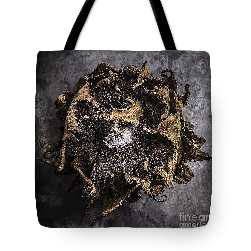 Studio Tote Bag featuring the photograph Sunflower Abstract Square by Edward Fielding