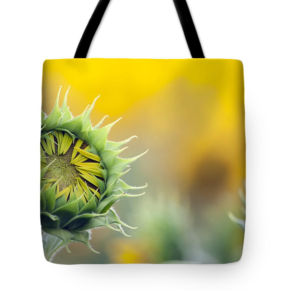 Sunflower Tote Bag featuring the photograph Sunflower Bloom by Debby Richards