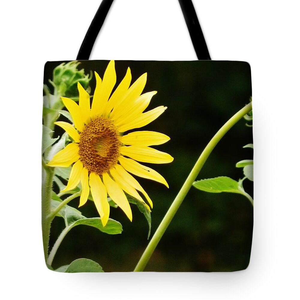 Flower Tote Bag featuring the photograph Sunflower Cheer by VLee Watson