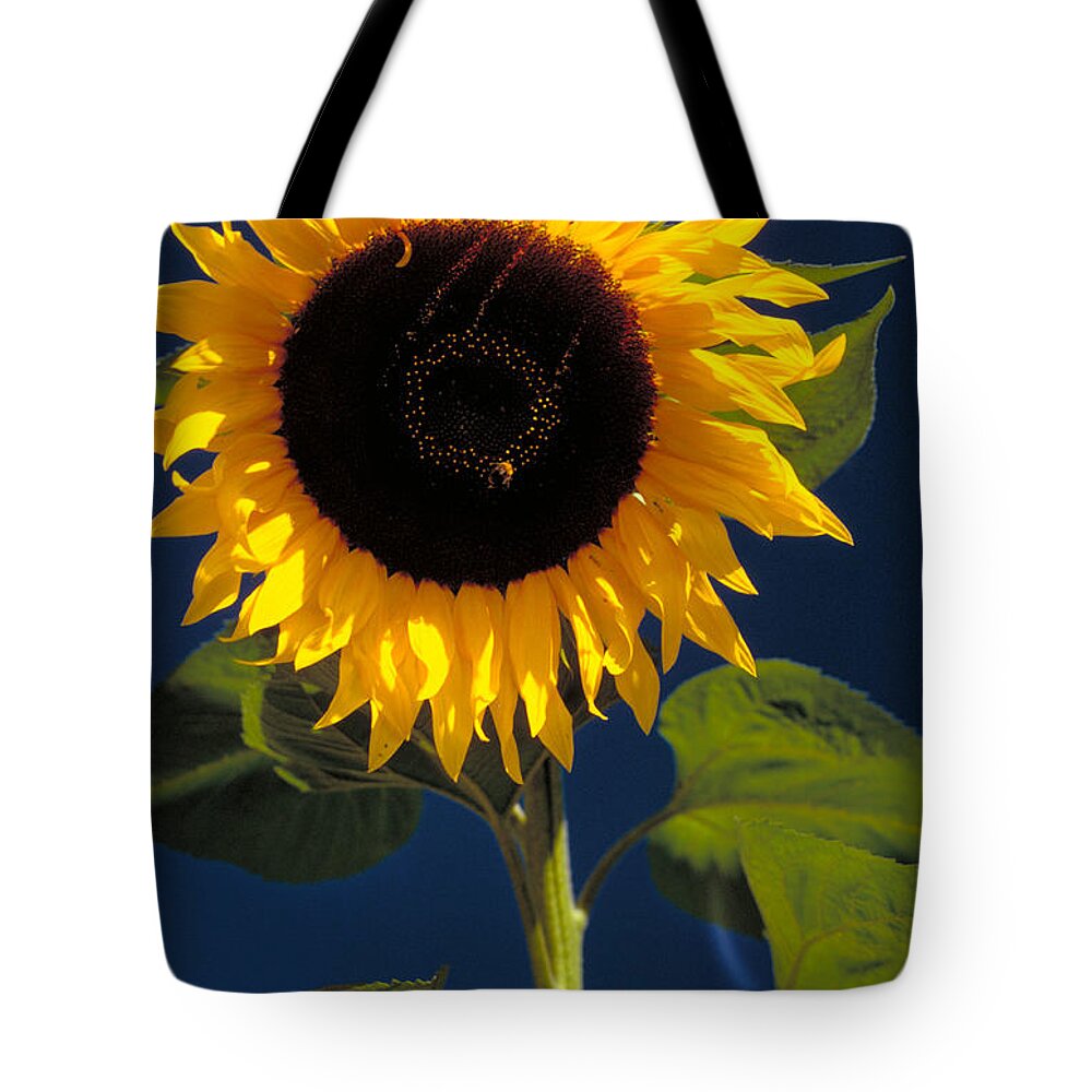 Birdseed Tote Bag featuring the photograph Sunflower by K. Van Den Berg