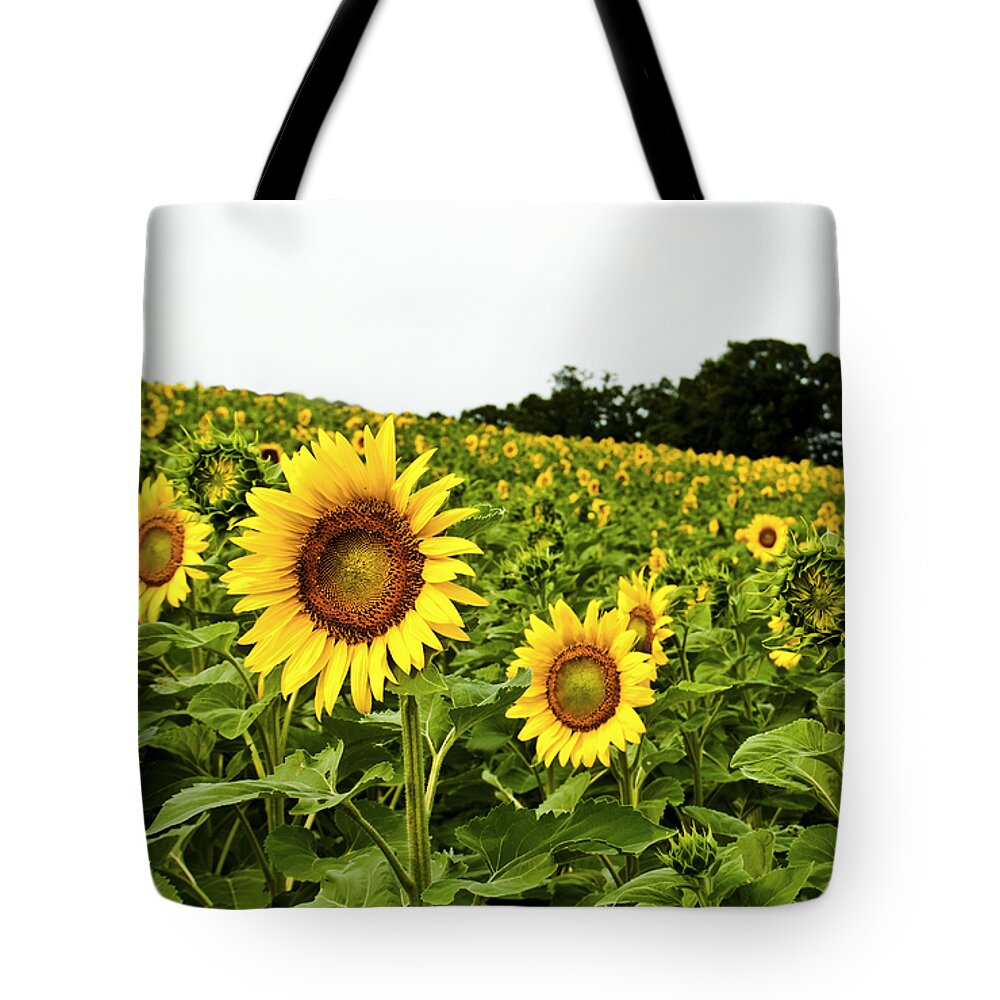 Bloom Tote Bag featuring the photograph Sunflowers on a Hill by Christi Kraft