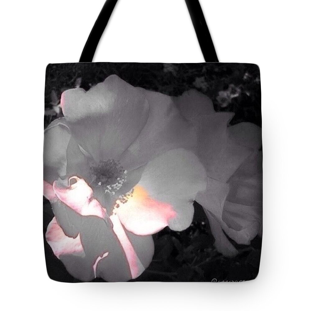 Annasgardens Tote Bag featuring the photograph Sunlight On Roses For The Black And by Anna Porter