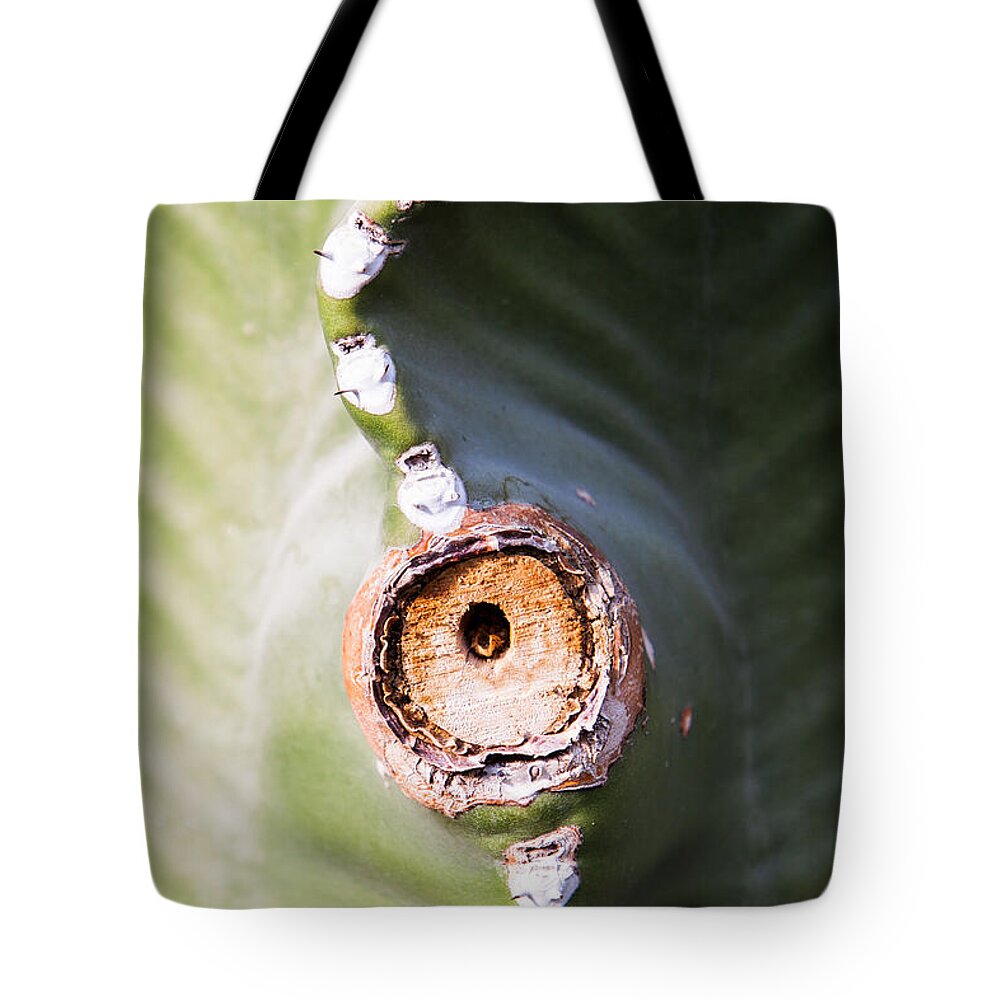 Botanical Tote Bag featuring the photograph Sunlight Split on Cactus Knot by John Wadleigh