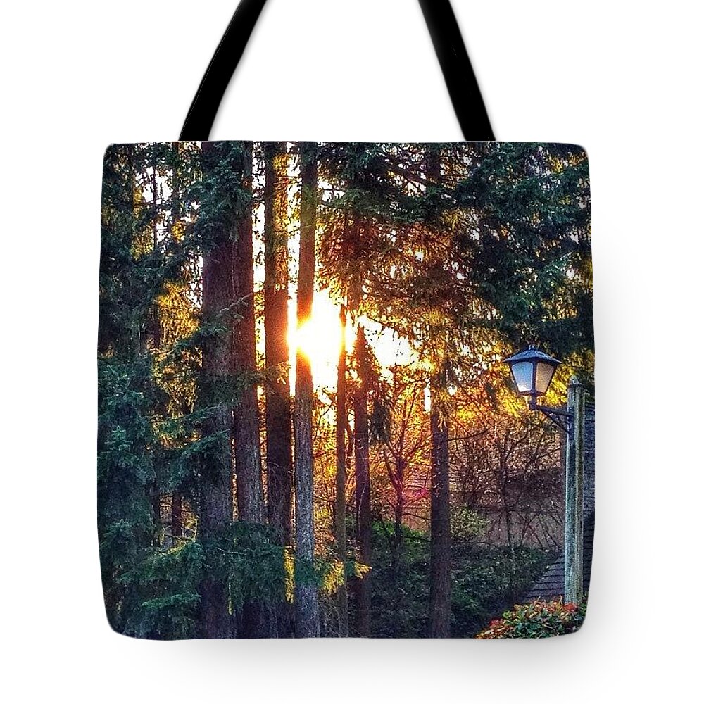 Sunlight Tote Bag featuring the photograph Sunlight Through Douglas Fir Trees by Anna Porter
