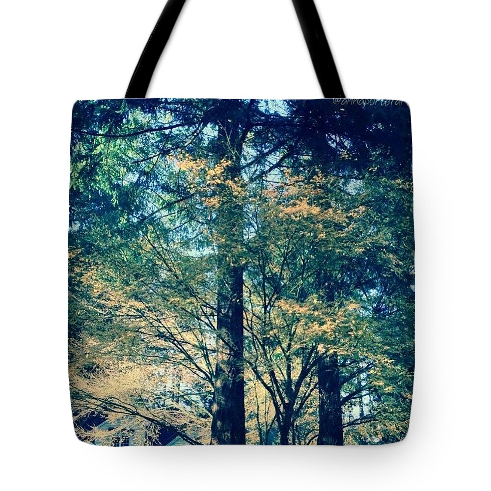 Vine Tote Bag featuring the photograph Sunlight Through Vine Maples by Anna Porter