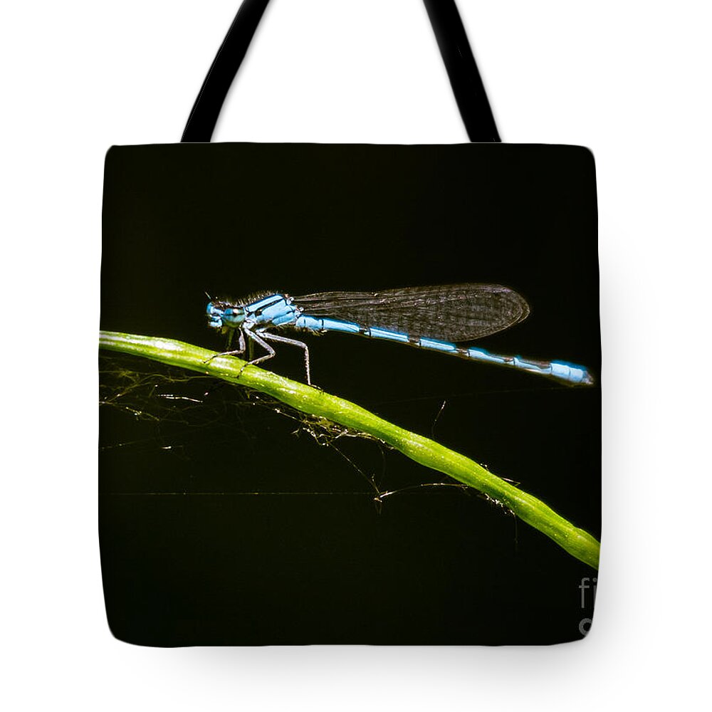 Ontario Tote Bag featuring the photograph Sunlit Blue Beauty by Cheryl Baxter