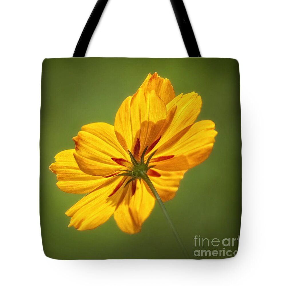 Cosmos Tote Bag featuring the photograph Sunlit by Claudia Kuhn