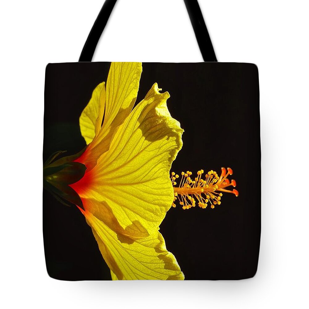 Hibiscus Tote Bag featuring the photograph Sunlit Hibiscus by Jean Wright