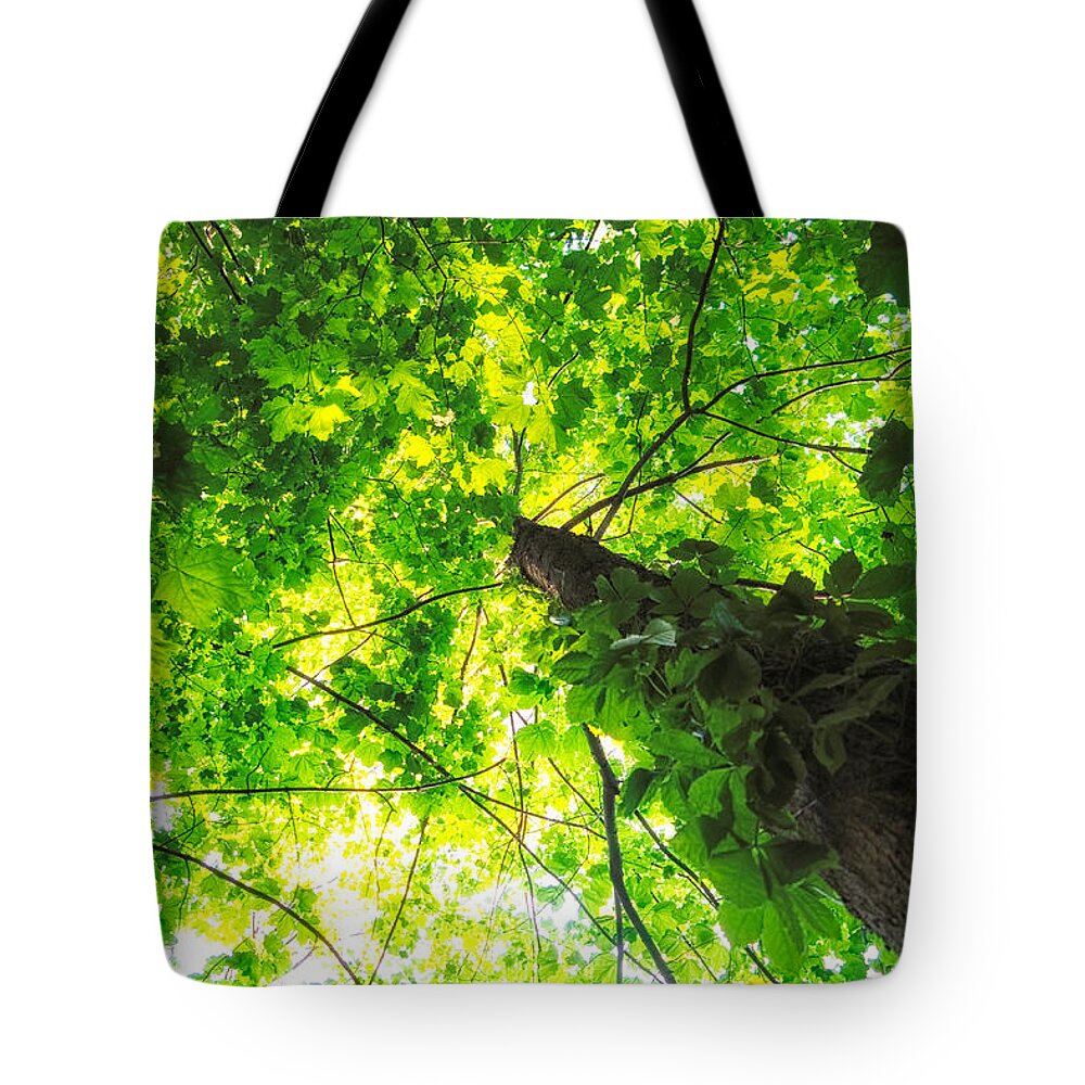 Michigan Tote Bag featuring the photograph Sunlit Leaves by Lars Lentz