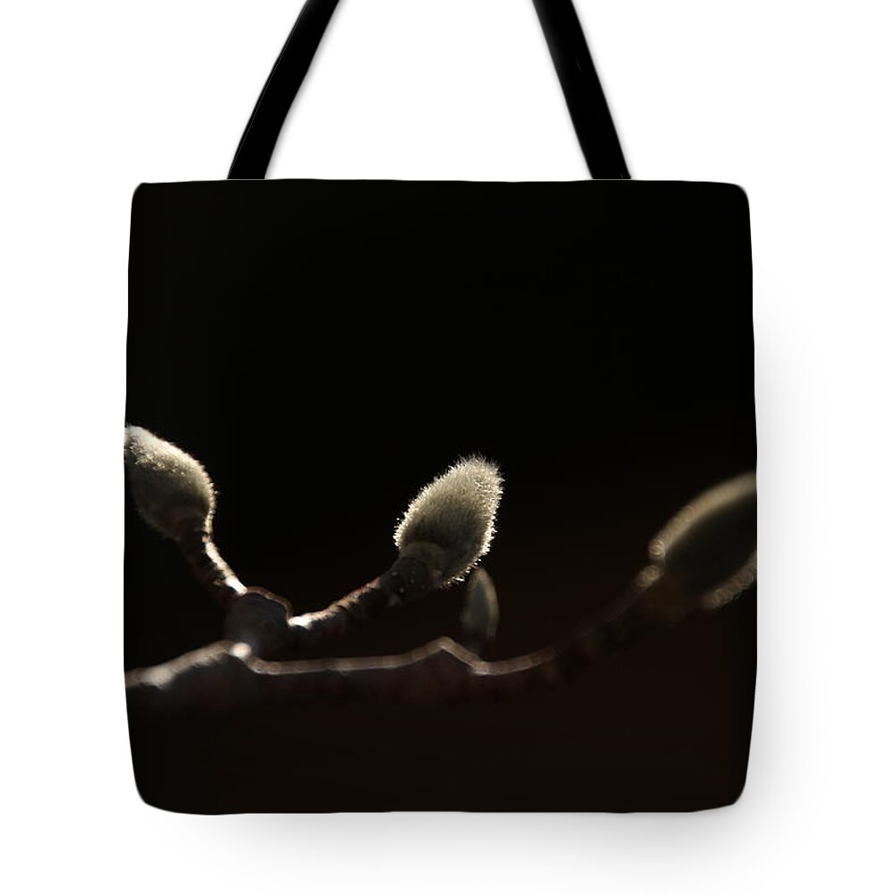 Magnolia Buds Tote Bag featuring the photograph Sunlit Magnolia Buds by David Yocum