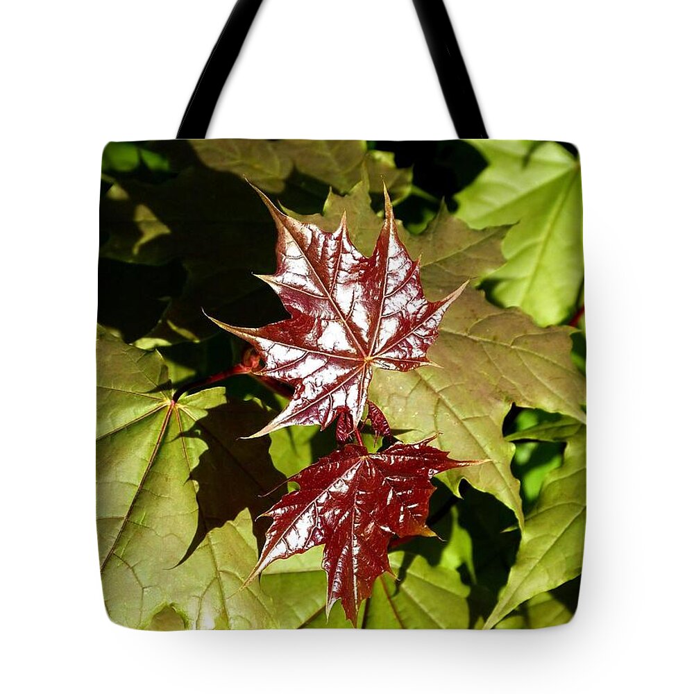 Sunlit New Maple Leaves Tote Bag featuring the photograph Sunlit New Maple Leaves by Will Borden