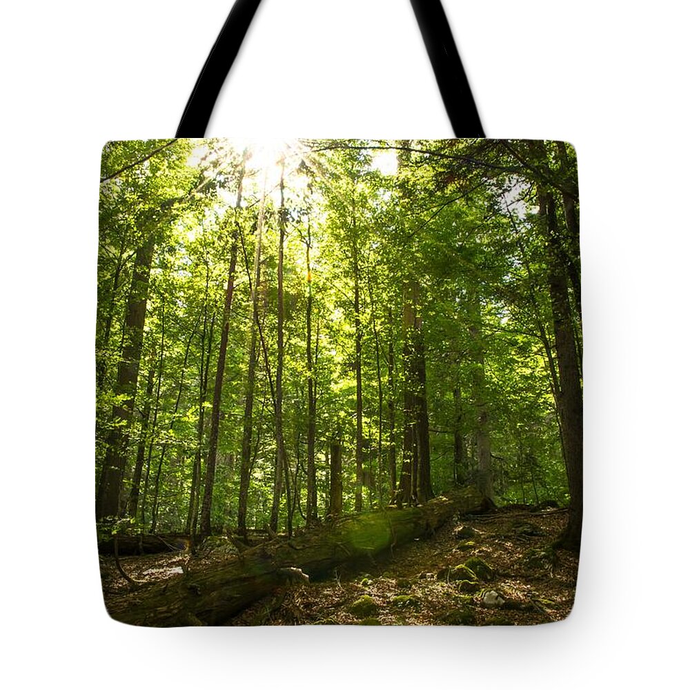 Forest Tote Bag featuring the photograph Sunlit Primeval Forest by Andreas Berthold