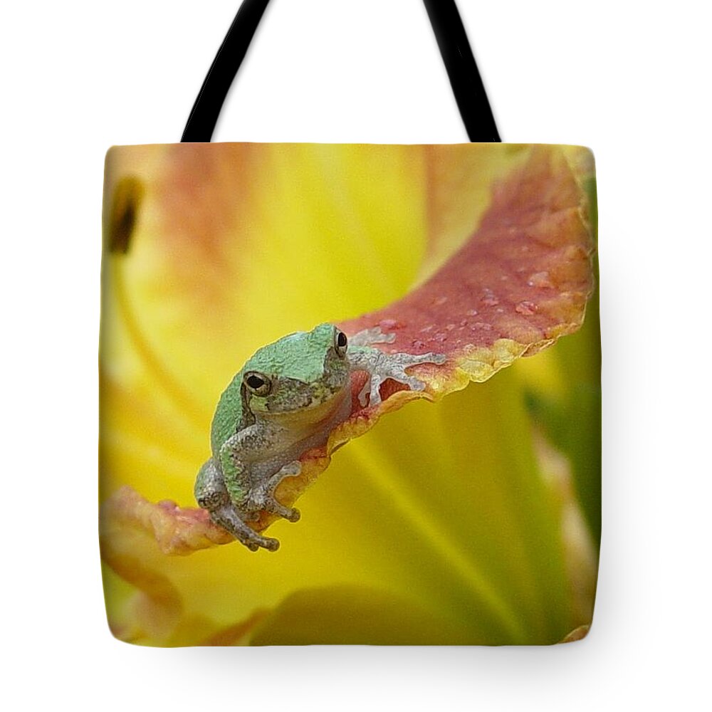 Tree Frog Tote Bag featuring the photograph Sunning in a Day Lily by Carol Berning