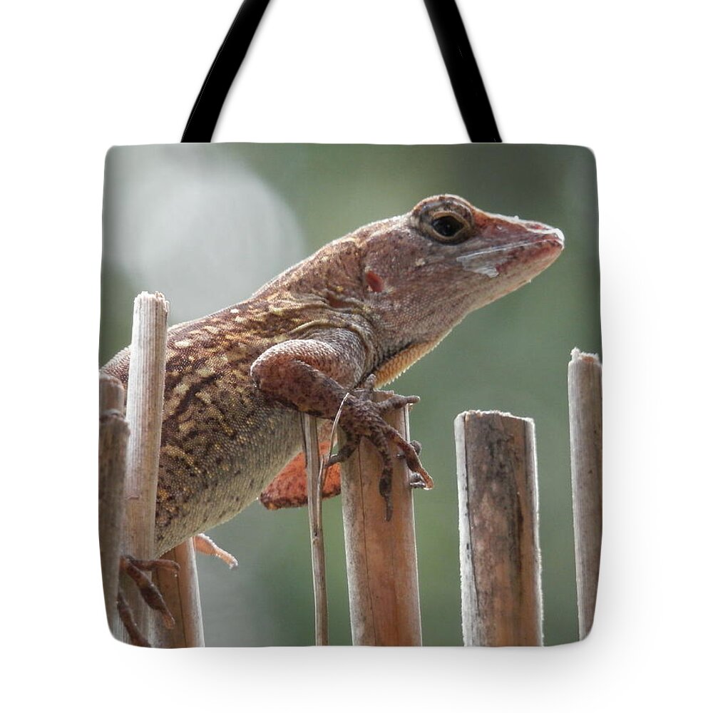 Caught The Lizard Tote Bag featuring the photograph Sunning Lizard by Belinda Lee