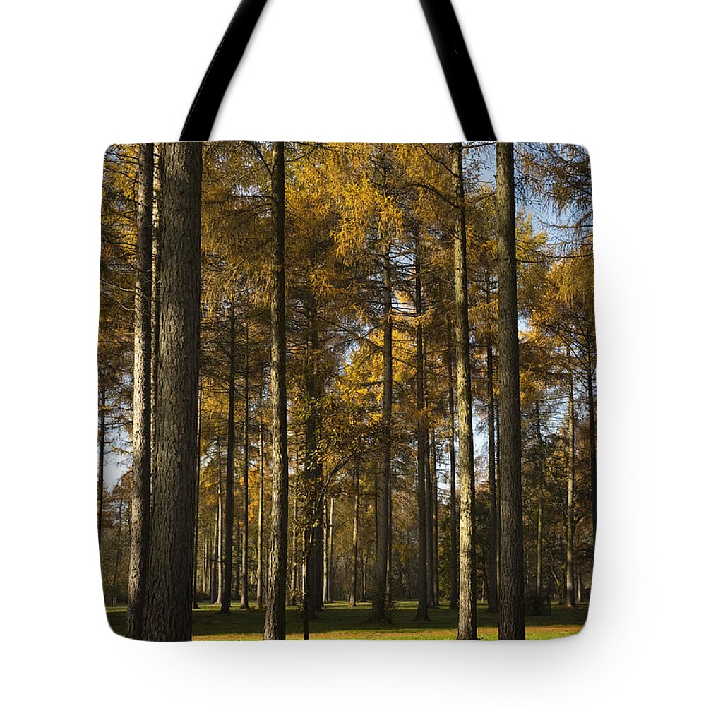 Arboreta Tote Bag featuring the photograph Sunny Larch Grove by Anne Gilbert