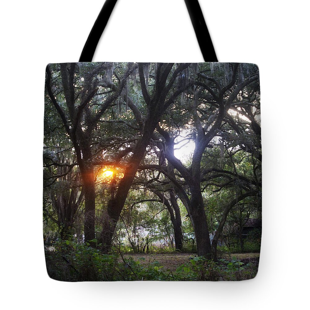 Florida Tote Bag featuring the photograph Sunrise Through The Oaks by Janis Lee Colon