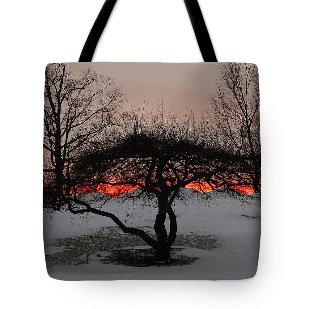 Tree Tote Bag featuring the photograph Sunroof by Luke Moore