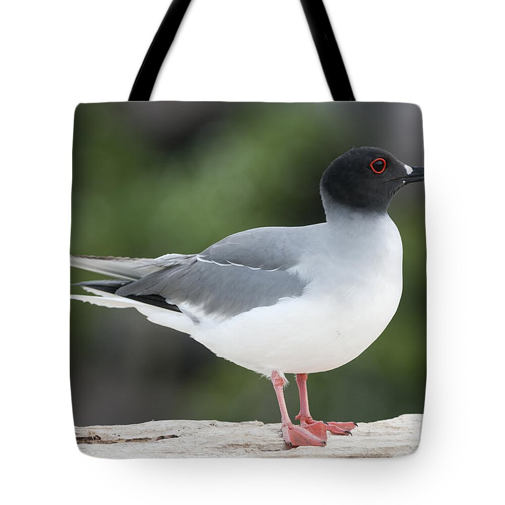 531756 Tote Bag featuring the photograph Swallow-tailed Gull Galapagos by Tui De Roy