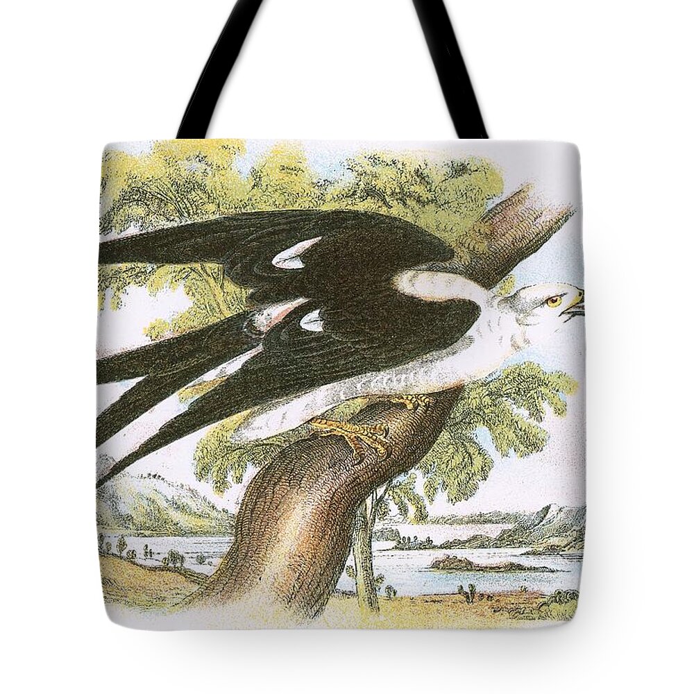 British Birds Tote Bag featuring the photograph Swallow-tailed Kite by English School