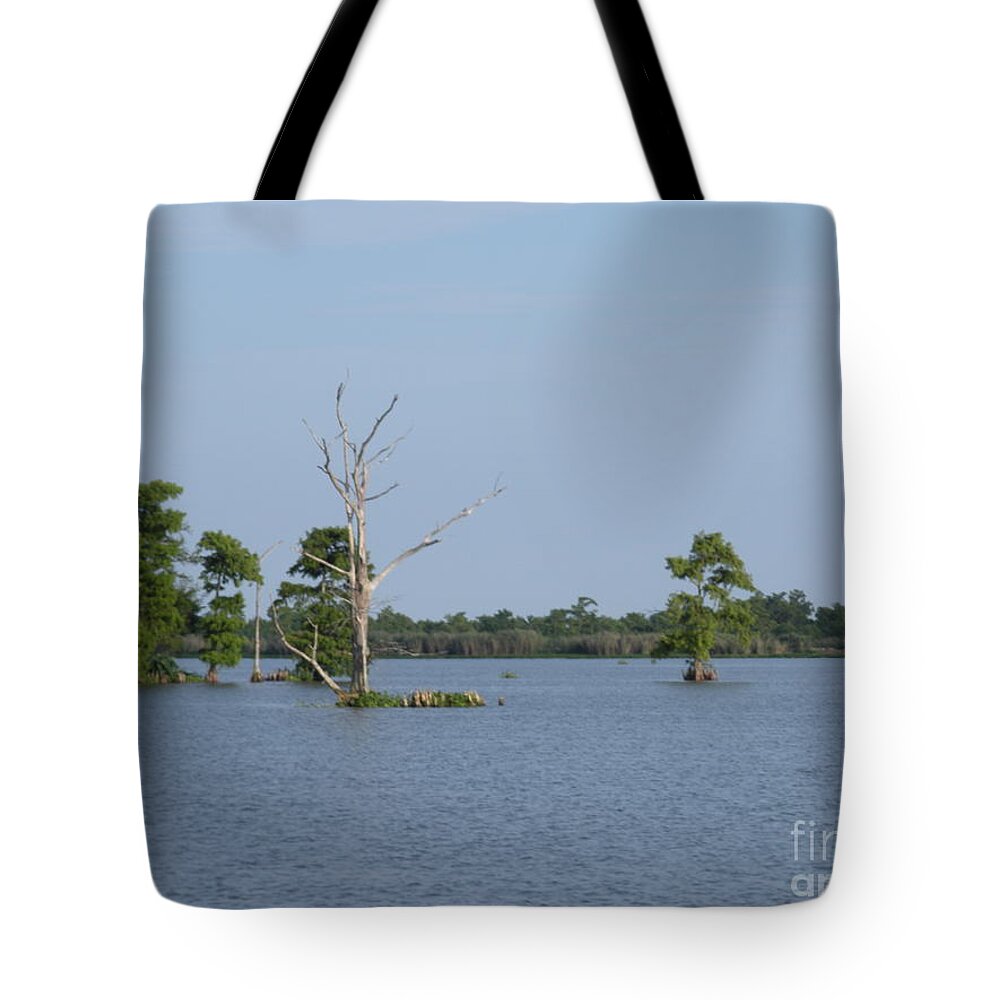 Water Lilly Tote Bag featuring the photograph Swamp Cypress Trees by Joseph Baril