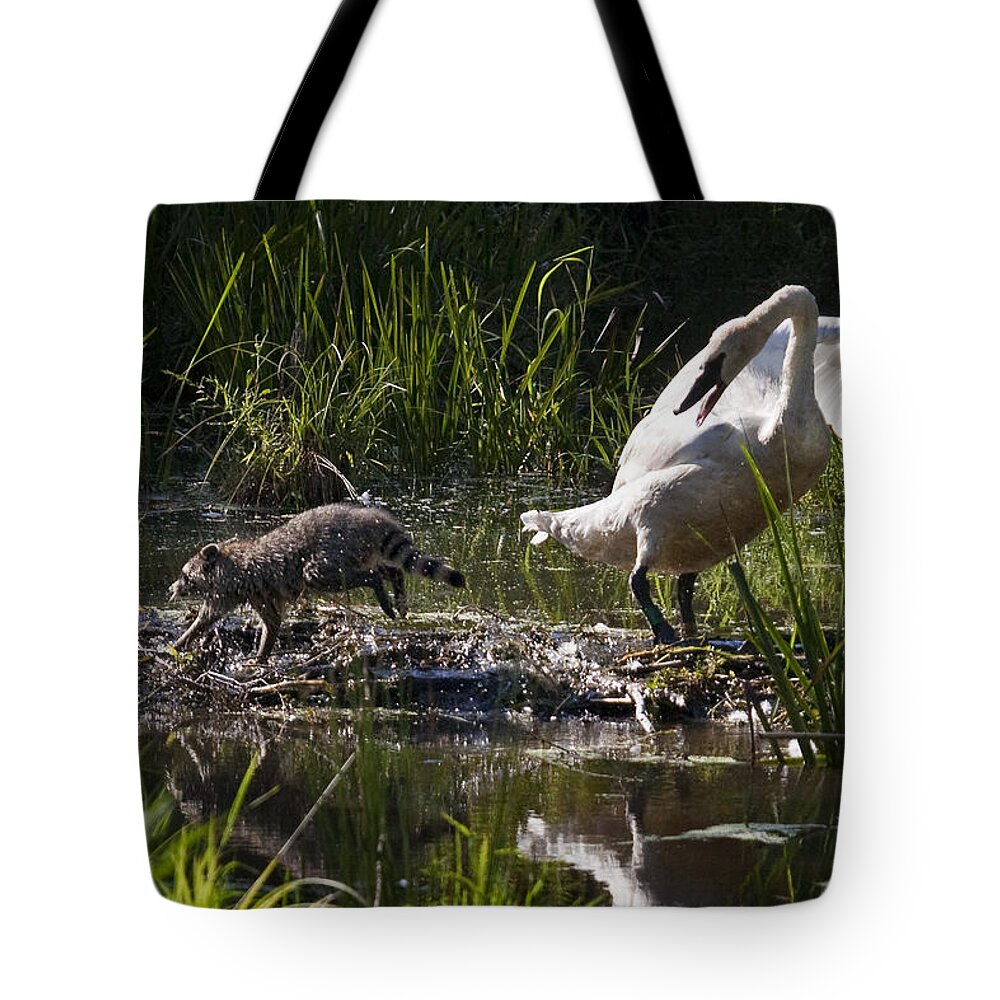 Trumpeter Swan Tote Bag featuring the photograph Swan and Coon on Beaver Dam by Michael Dougherty