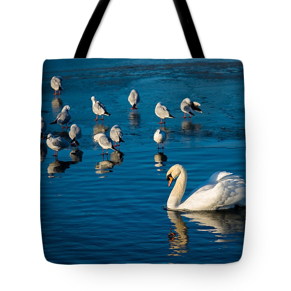 Seagulls Tote Bag featuring the photograph Swan And Seagulls On Frozen Lake by Andreas Berthold