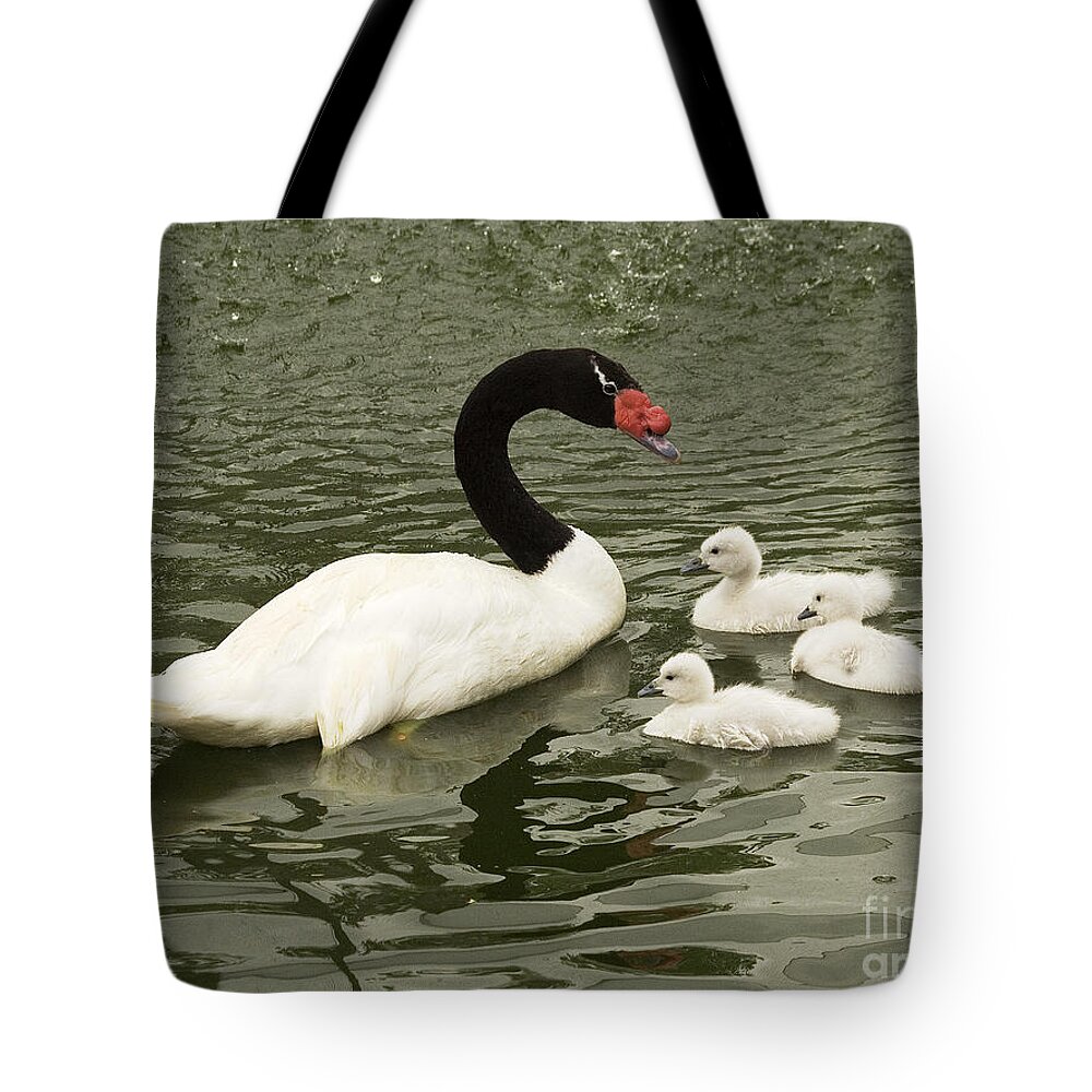 Designs Similar to Swan Family by Michelle Tinger