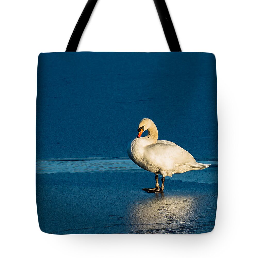 Swan Tote Bag featuring the photograph Swan In Last Sunlight On Frozen Lake by Andreas Berthold
