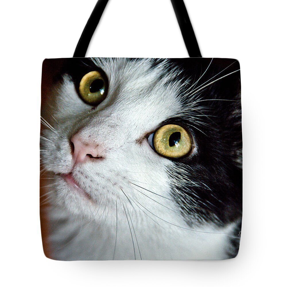 Cats Tote Bag featuring the photograph Sweet Expectation by Cheryl Baxter
