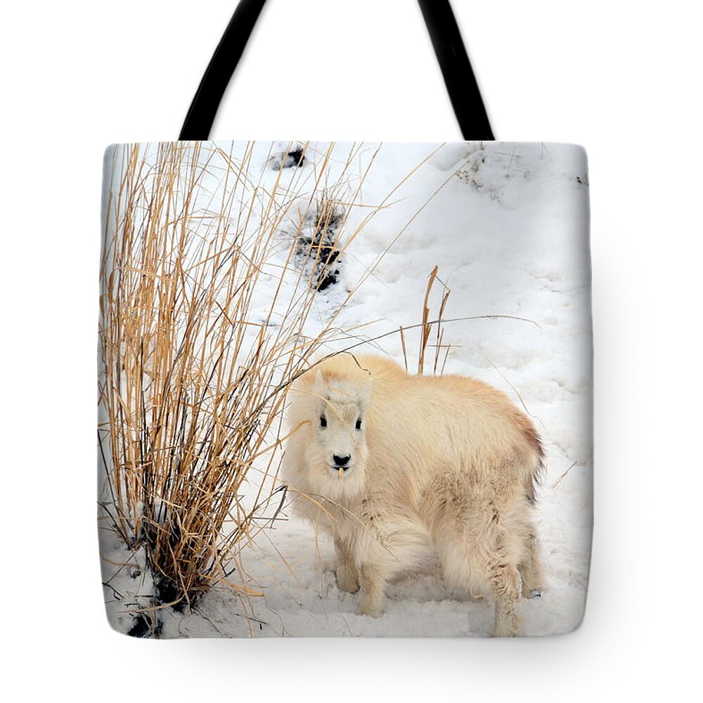 Mountain Goats Tote Bag featuring the photograph Sweet Little One by Dorrene BrownButterfield