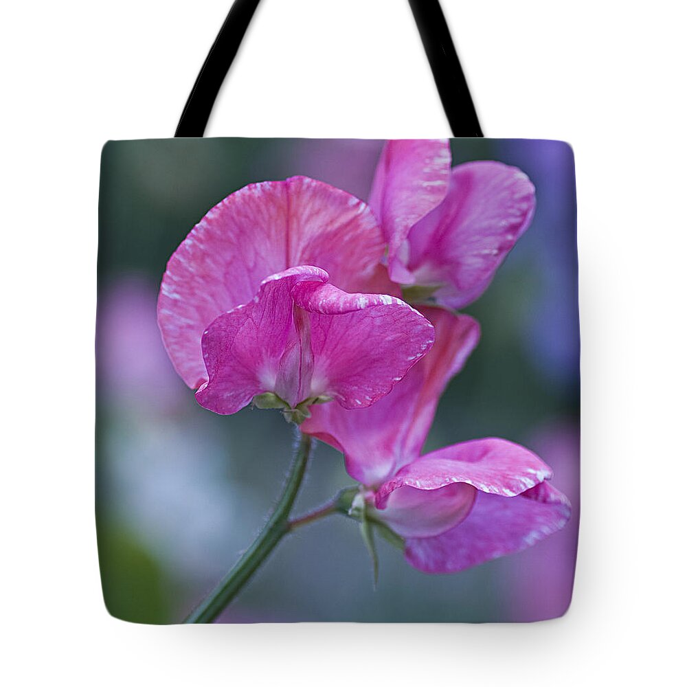 Sweet Tote Bag featuring the photograph Sweet Pea in Pink by Diane Fifield