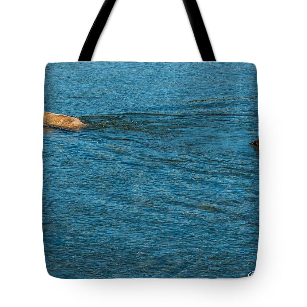 Alaska Tote Bag featuring the photograph Swim time with Mom by Joan Wallner