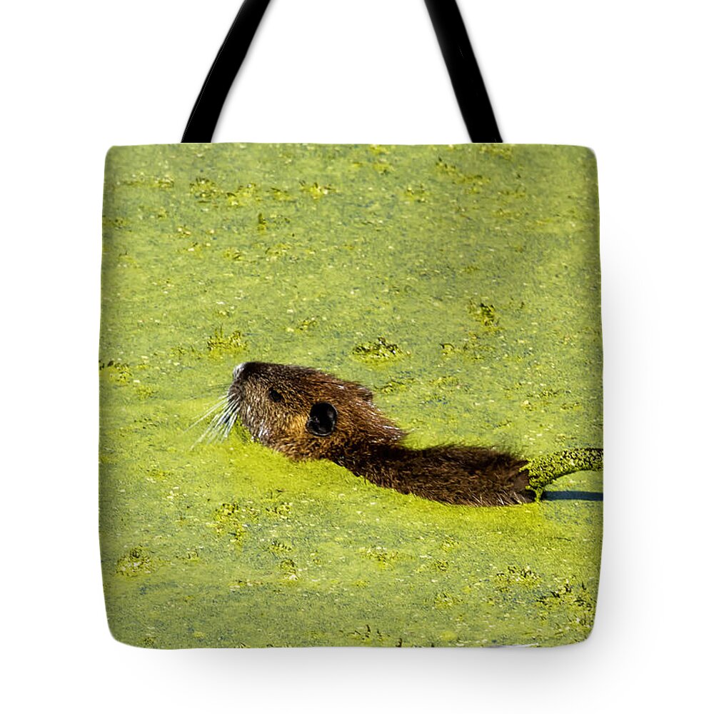 Muskrat Tote Bag featuring the photograph Swimming in Pea Soup - Baby Muskrat by Belinda Greb